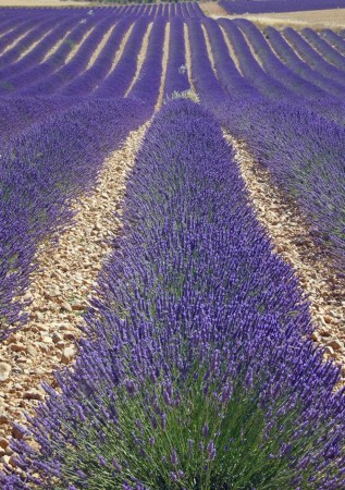 ЛАВАНДА середня  Platinum Nico